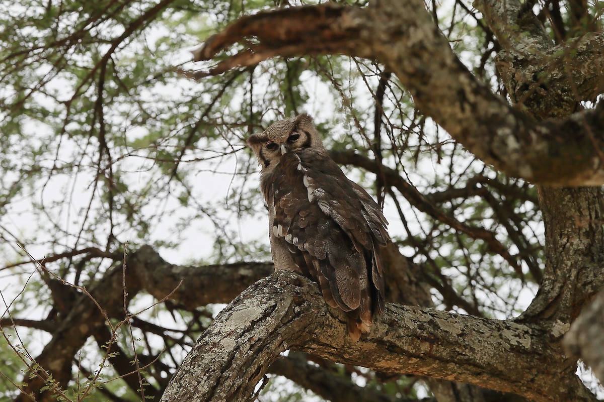 Verreaux's Eagle-Owl - Holger Teichmann