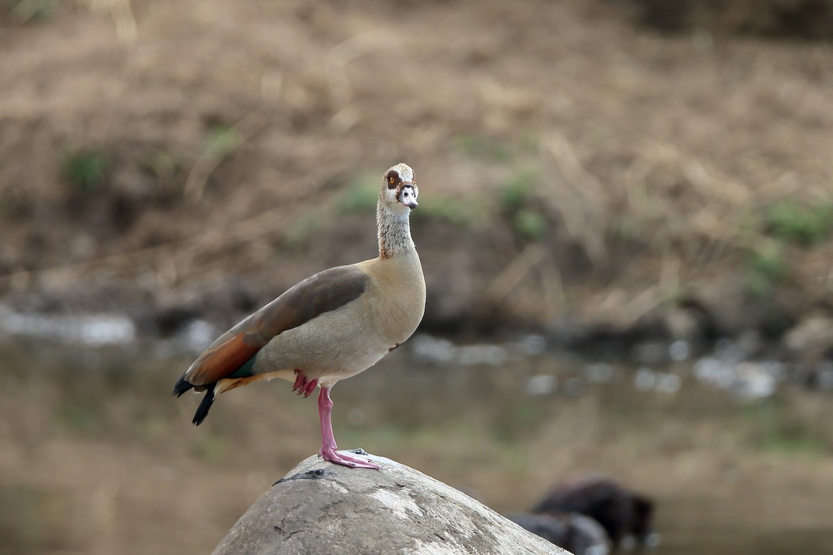 Egyptian Goose - Holger Teichmann