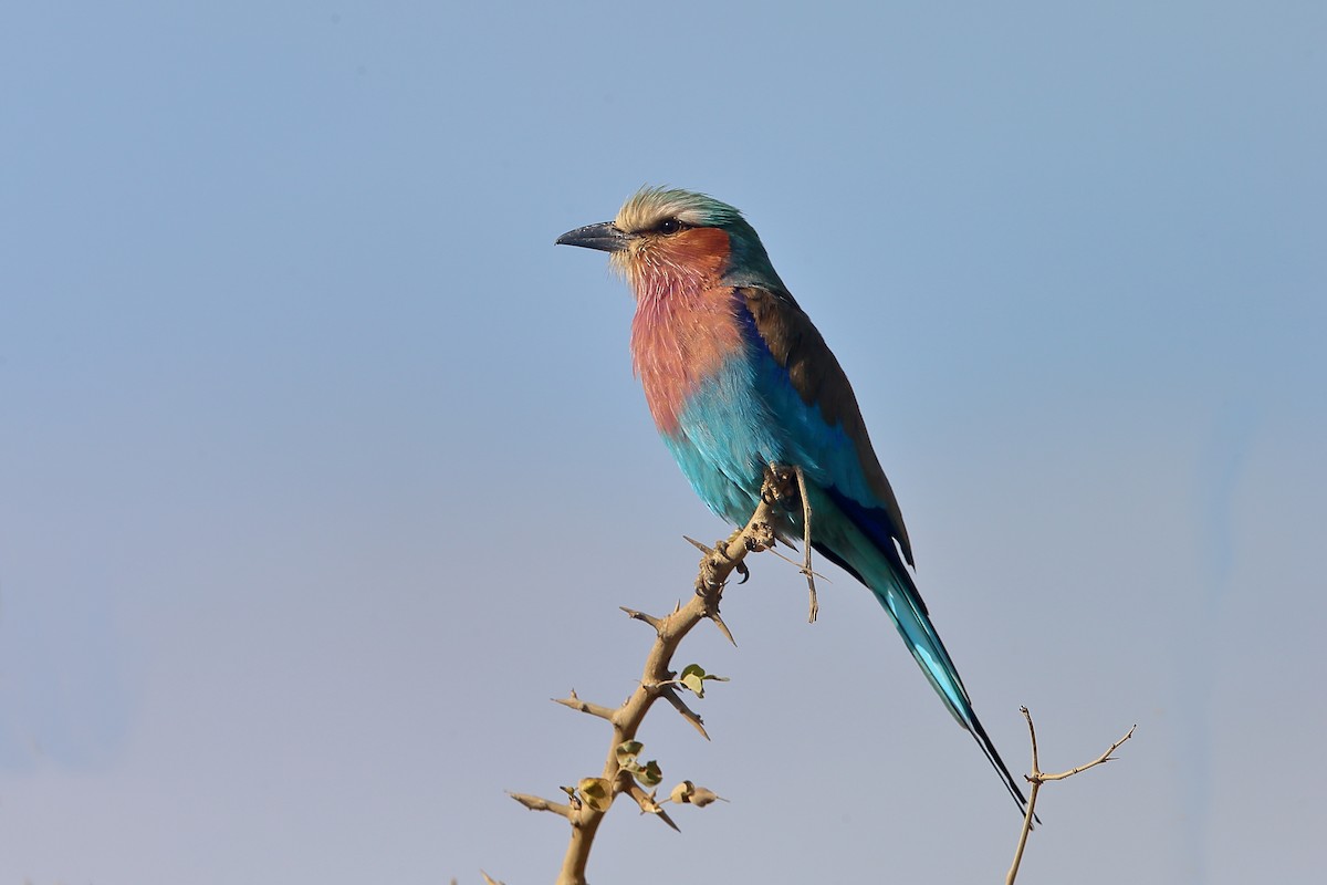 Lilac-breasted Roller - ML235274121