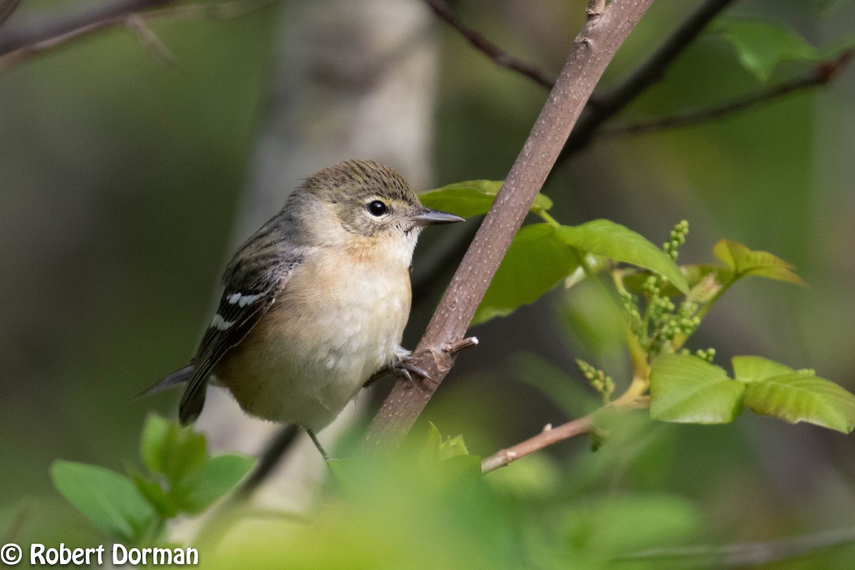 Bay-breasted Warbler - ML235275221
