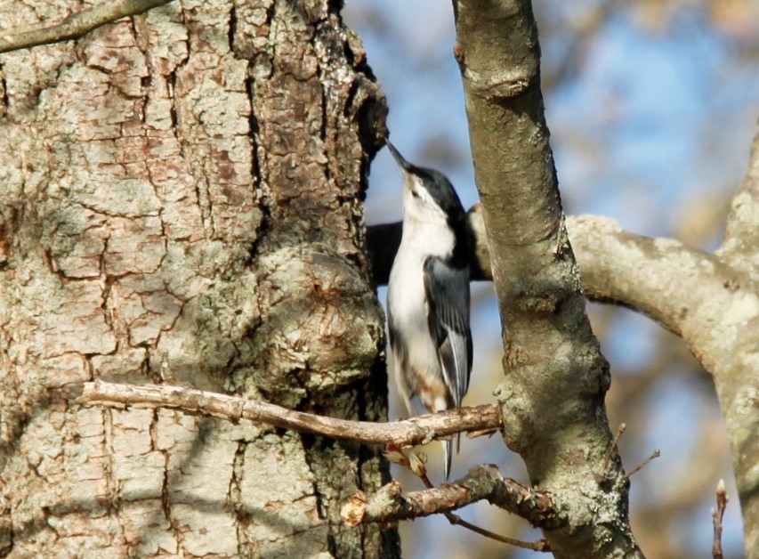 White-breasted Nuthatch - ML235277861