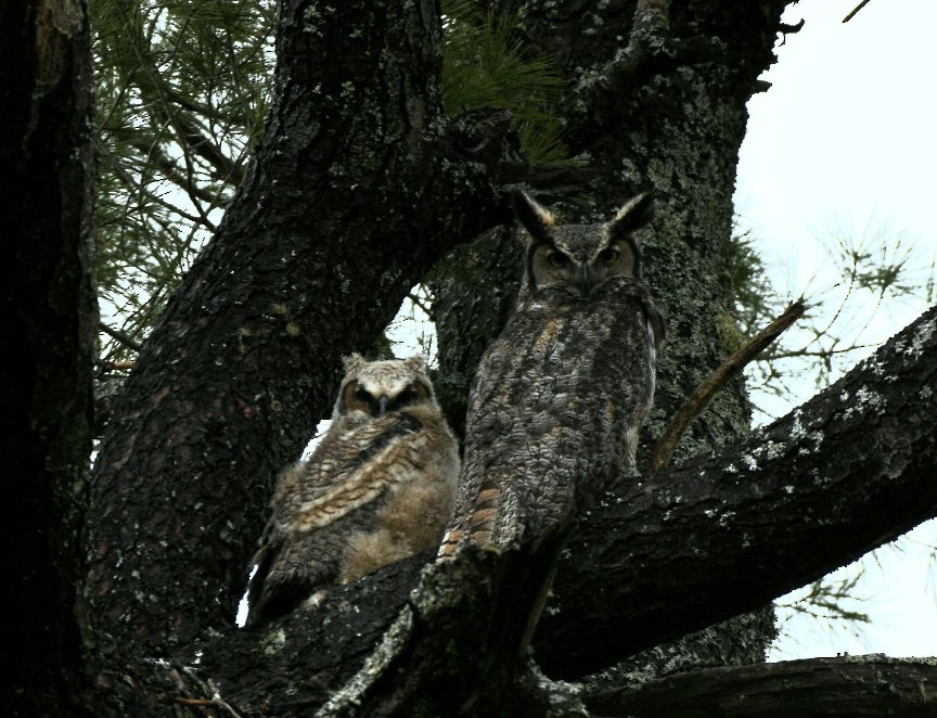 Great Horned Owl - ML235281931