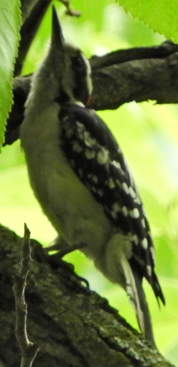 Hairy Woodpecker - ML235293871