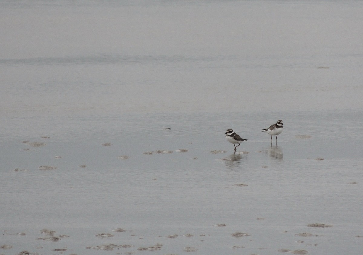 Common Ringed Plover - ML235300431