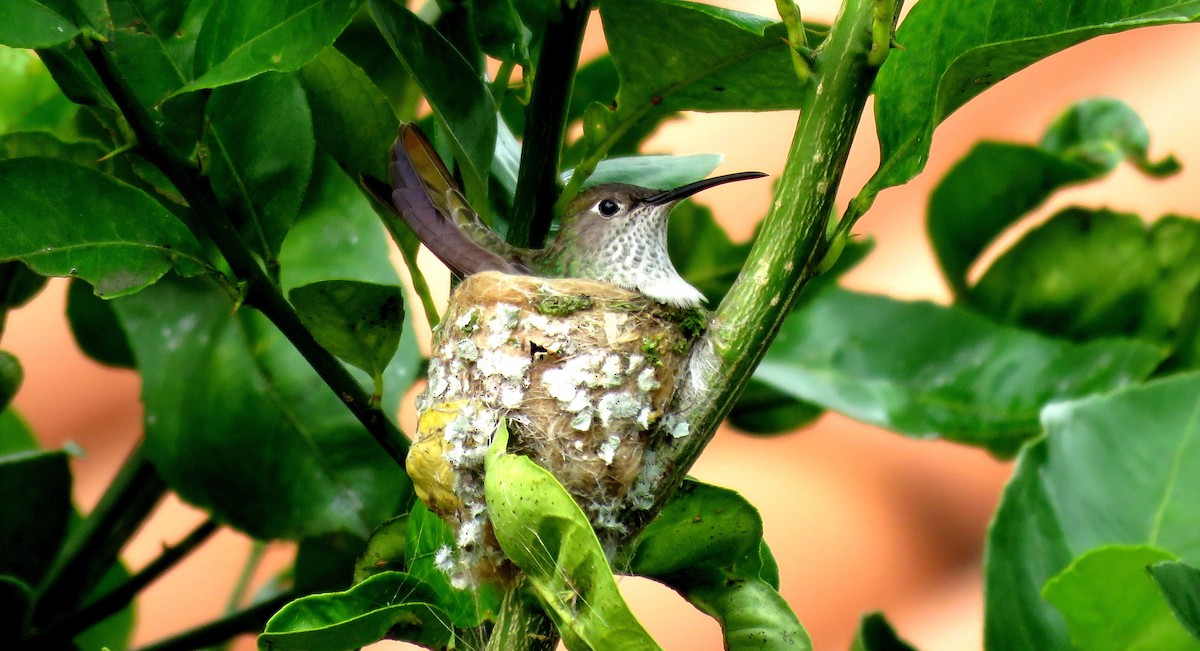 Spot-throated Hummingbird - ML23530091