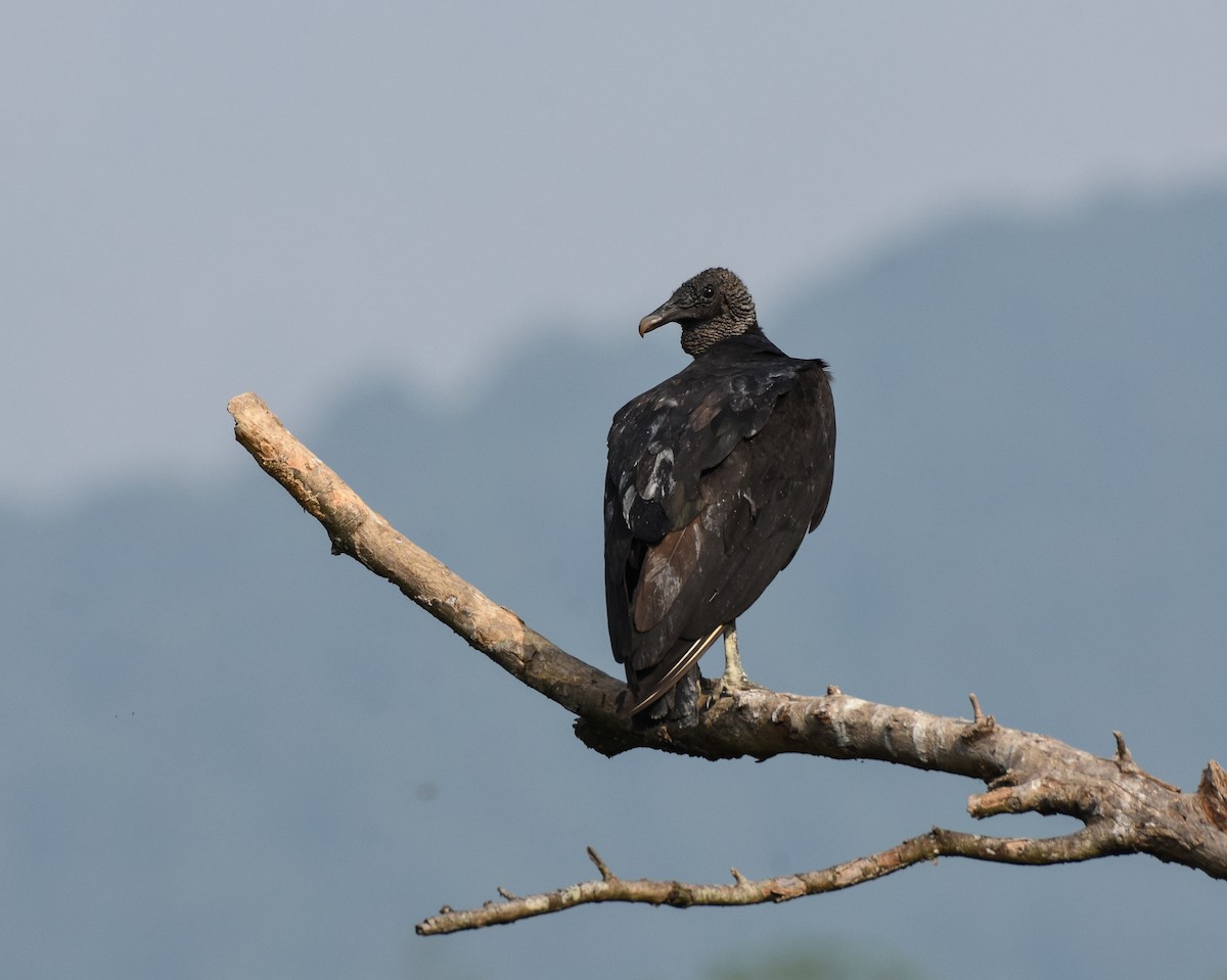 Black Vulture - Mauricio López