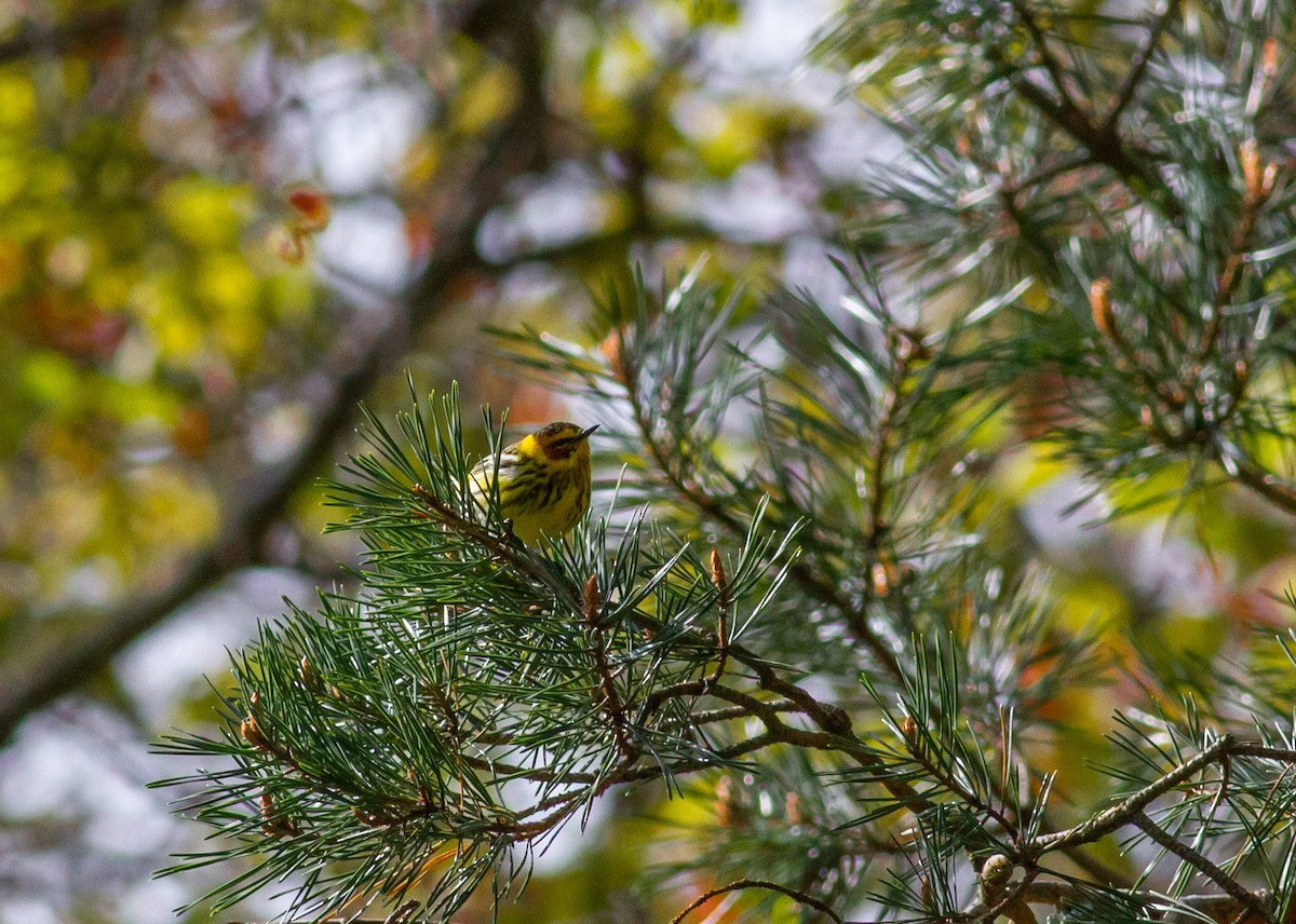 Cape May Warbler - Miles Brengle