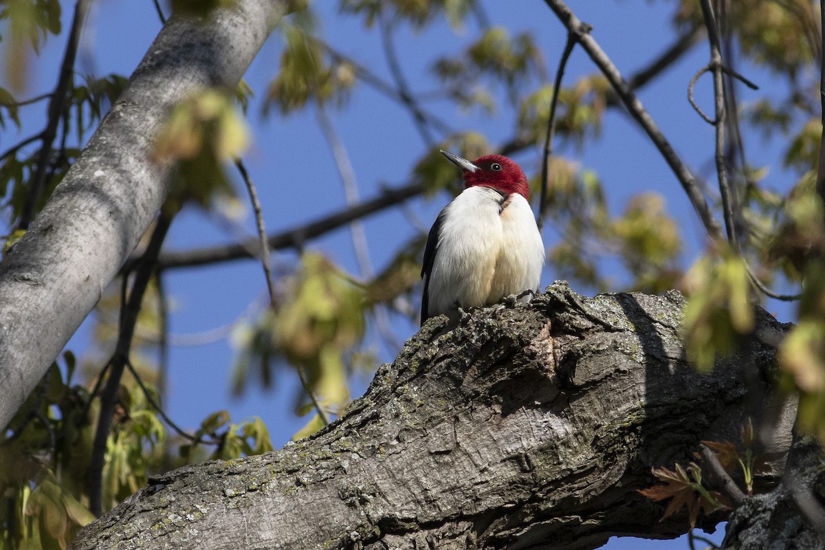 Red-headed Woodpecker - Jacob Drucker