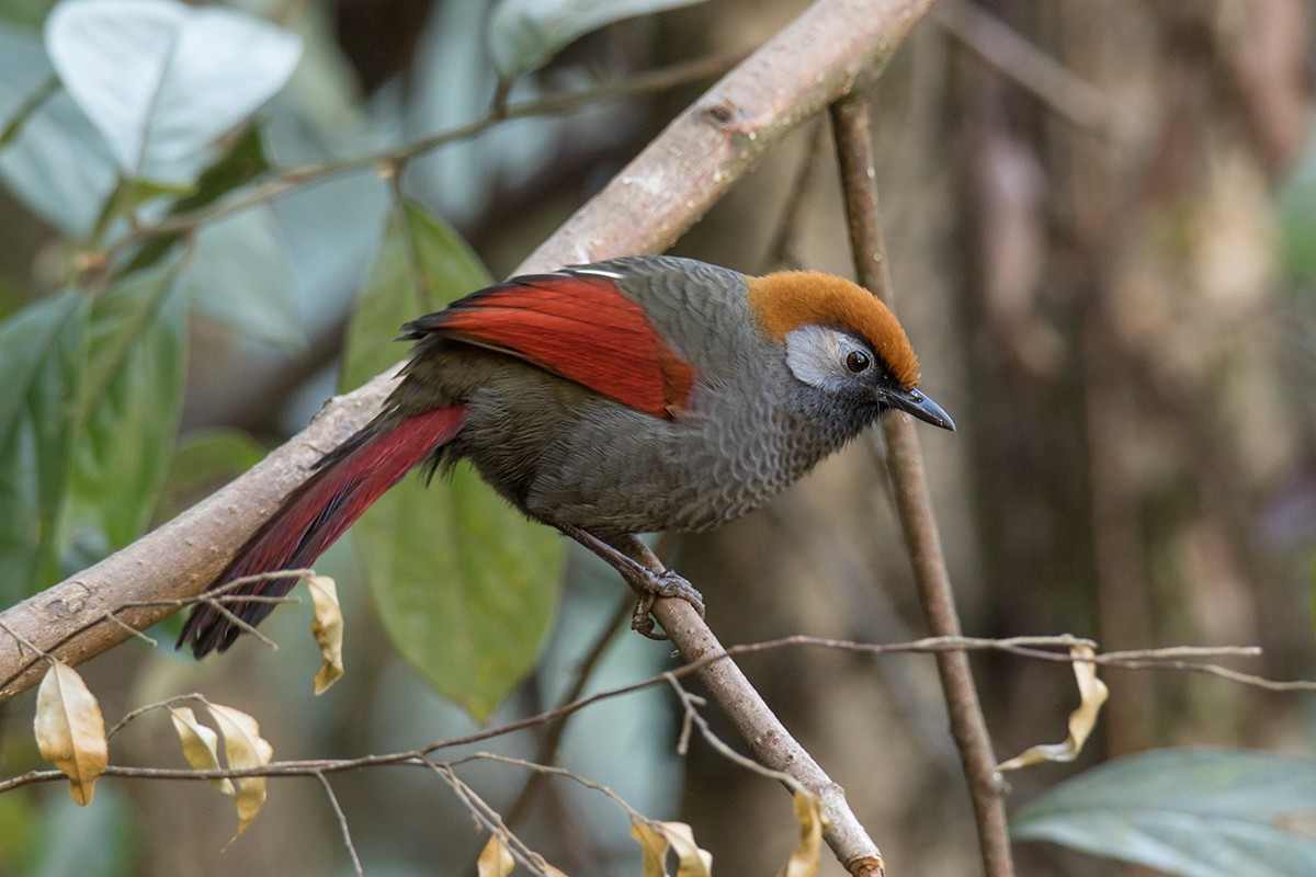Red-tailed Laughingthrush - Wich’yanan Limparungpatthanakij