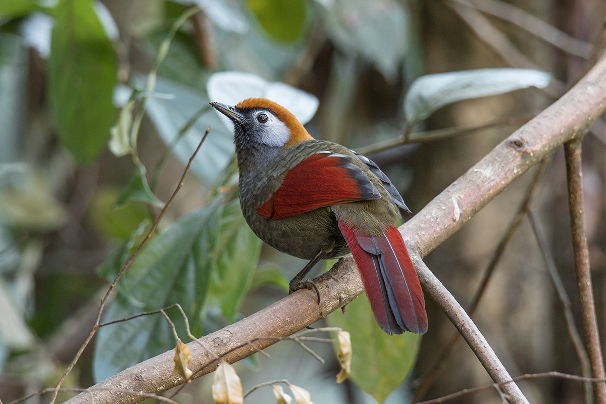 Red-tailed Laughingthrush - Wich’yanan Limparungpatthanakij