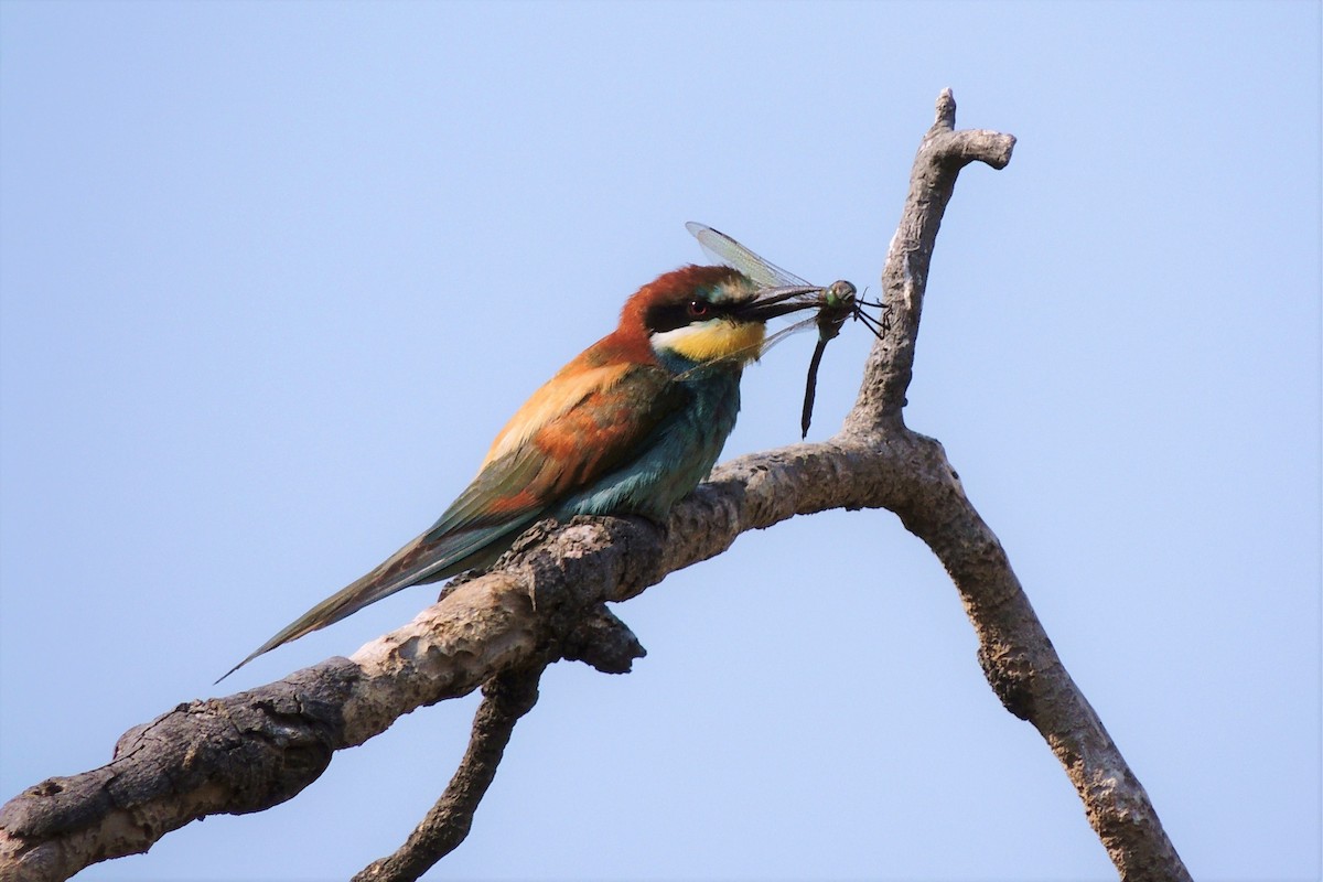European Bee-eater - ML235315831