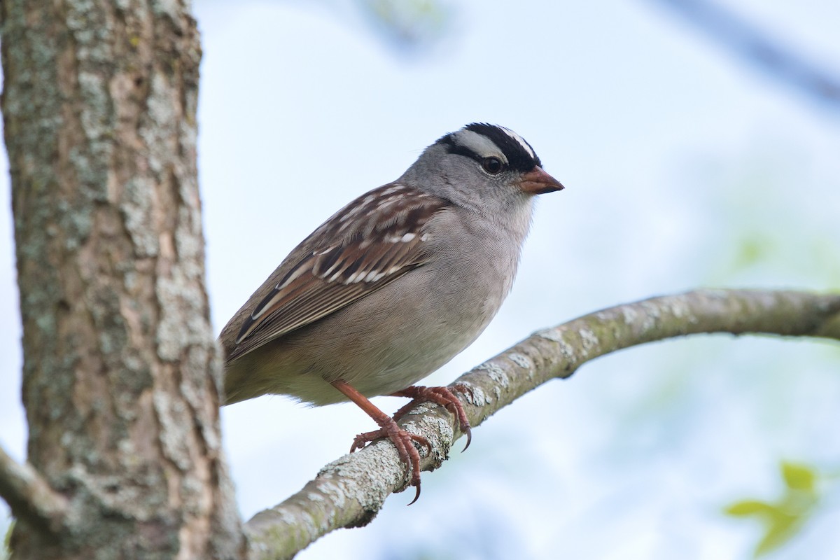 White-crowned Sparrow - Charlie Shields
