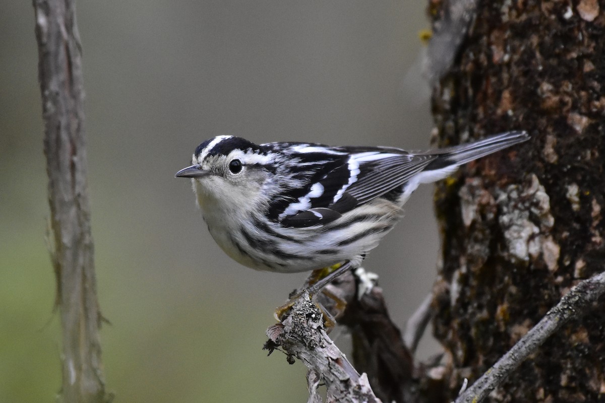 Black-and-white Warbler - ML235327961