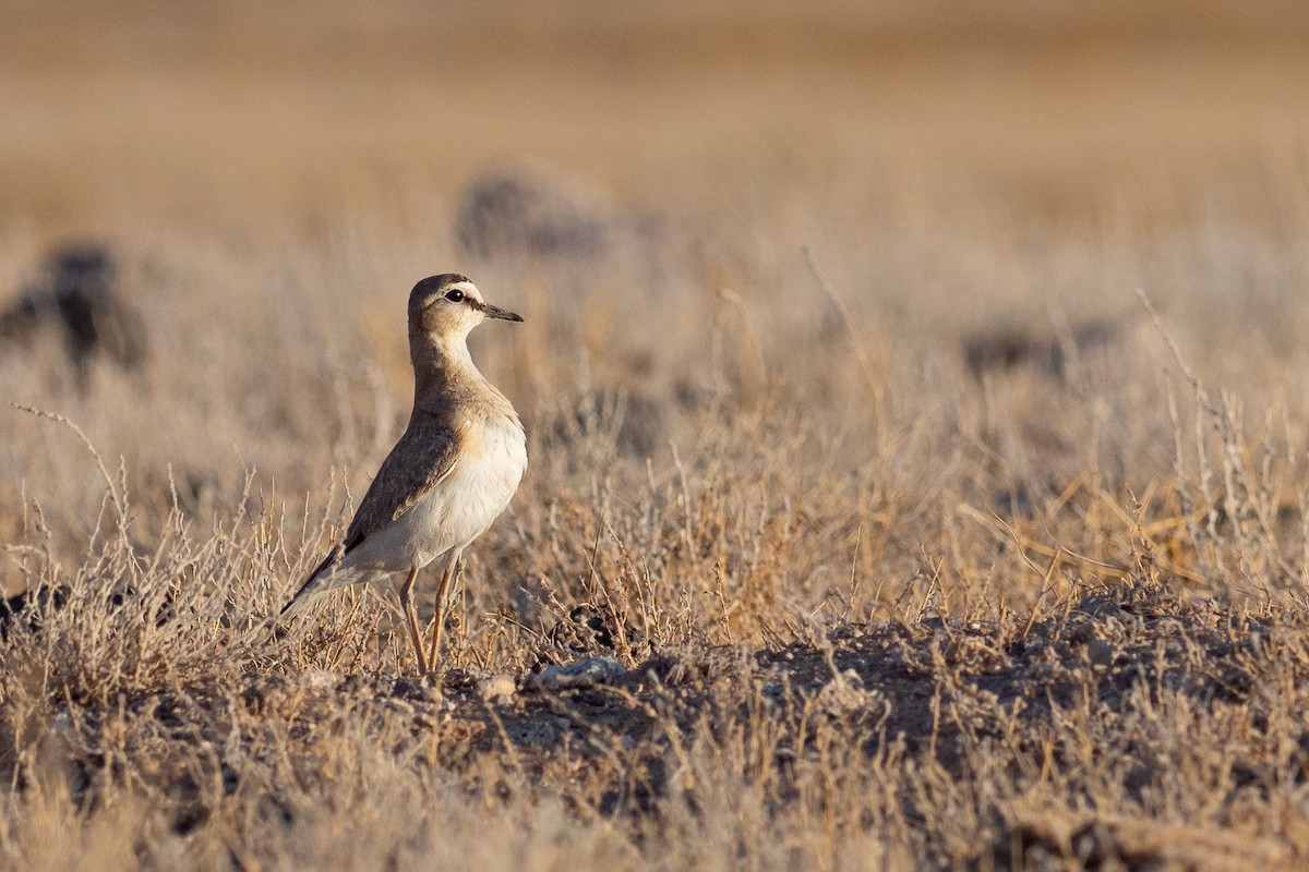 Mountain Plover - Phil Chaon