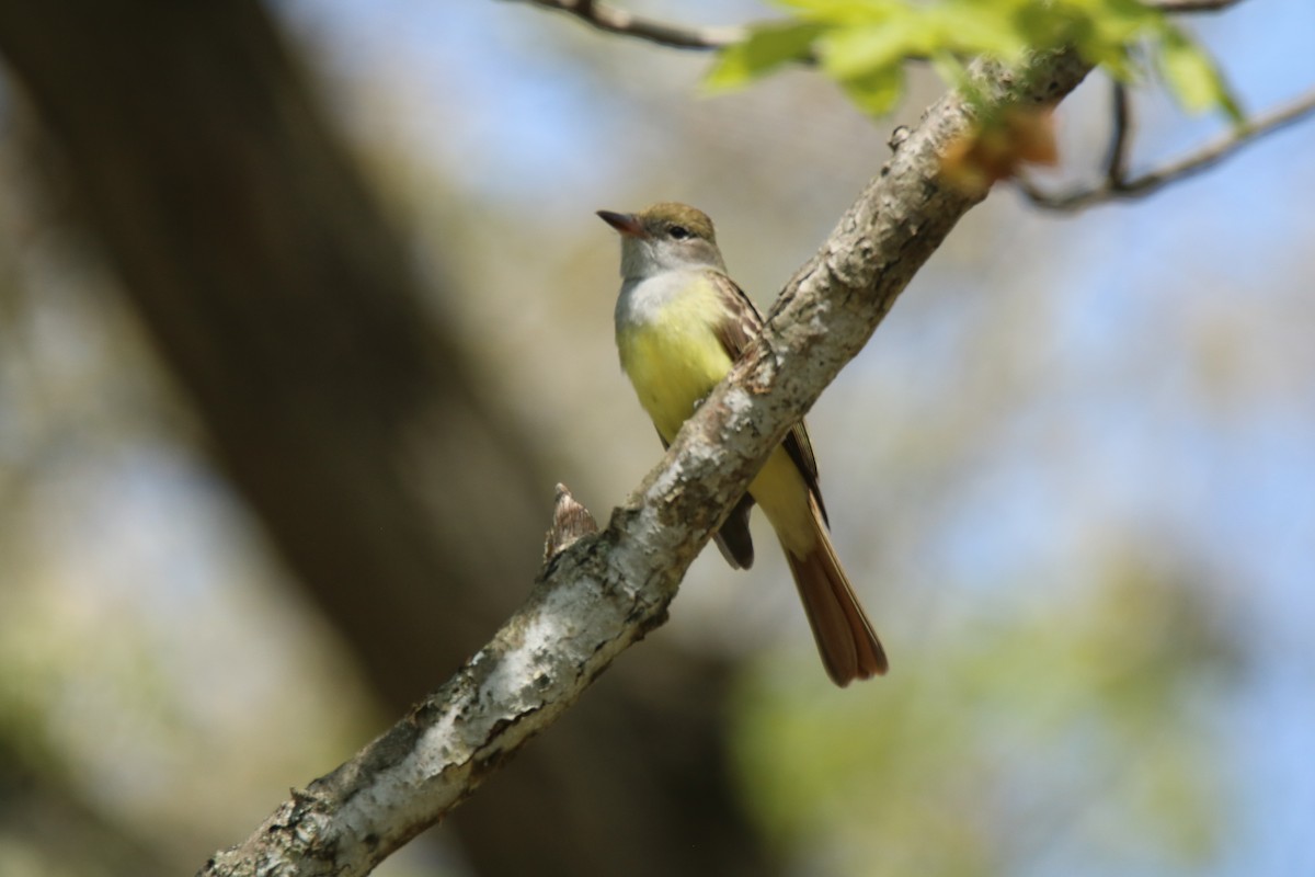 Great Crested Flycatcher - ML235334101