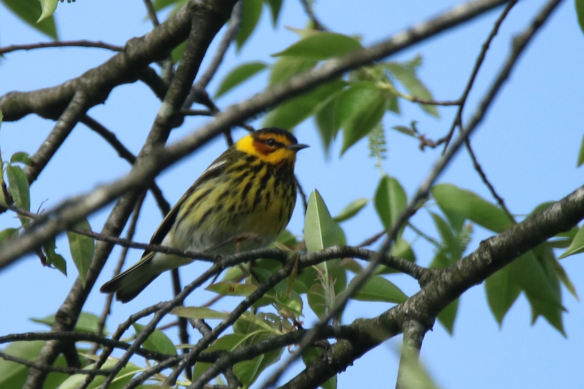 Cape May Warbler - ML235334131
