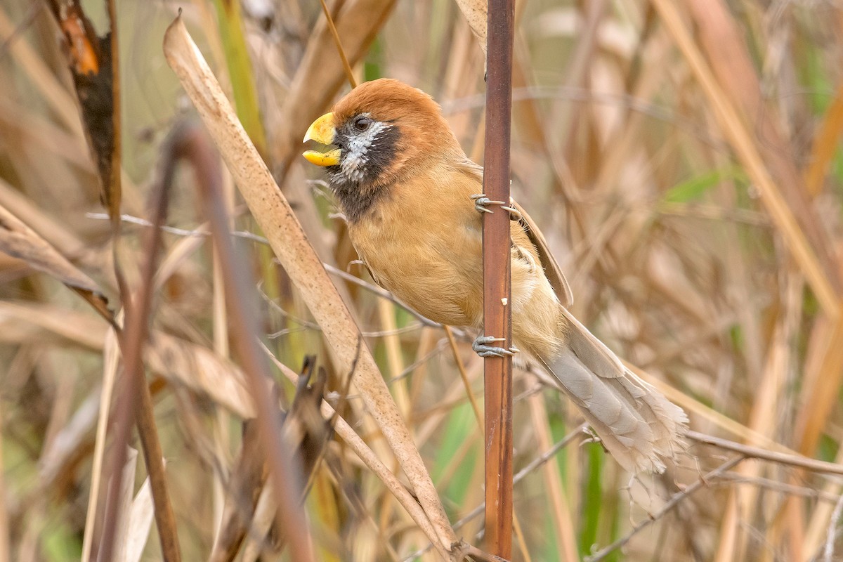 Black-breasted Parrotbill - ML235335261