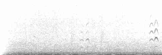Black-tailed Godwit (islandica) - ML235342