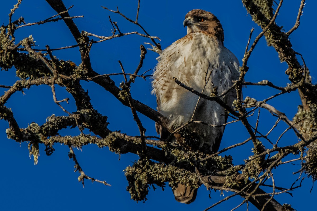 Red-tailed Hawk - ML235342361