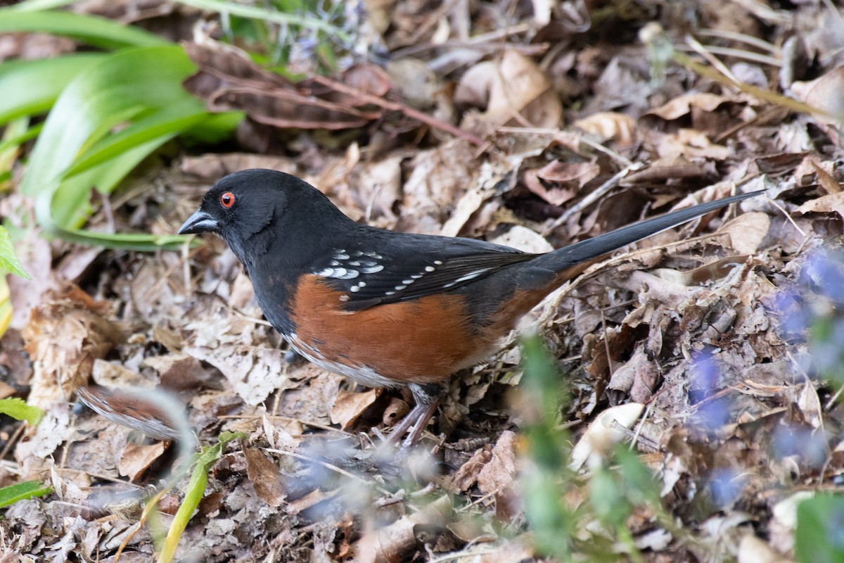 Spotted Towhee - ML235345021