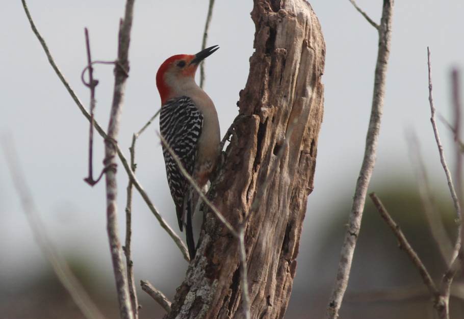 Red-bellied Woodpecker - ML23534571