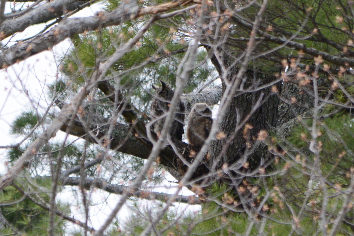 Great Horned Owl - ML235348351