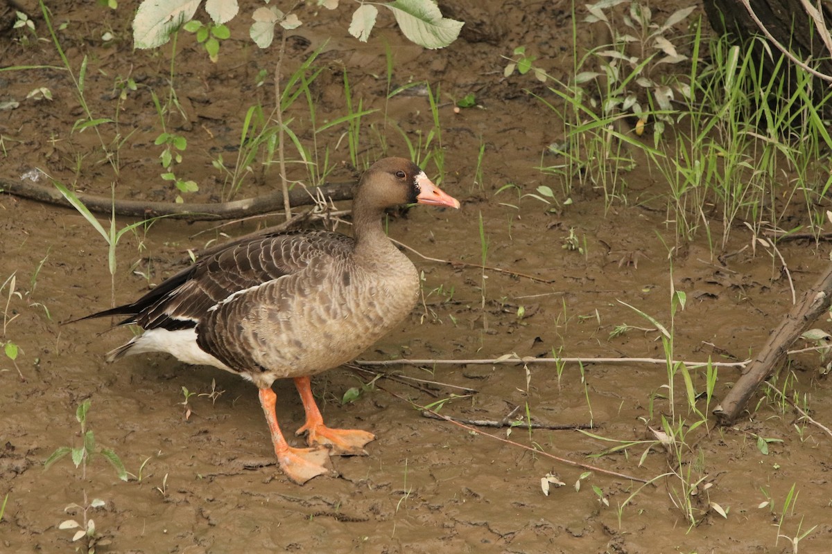 Greater White-fronted Goose - ML235348871