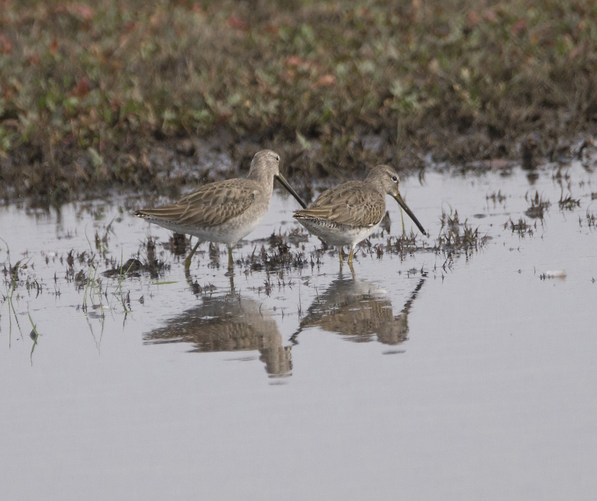 Long-billed Dowitcher - Terry  Hurst