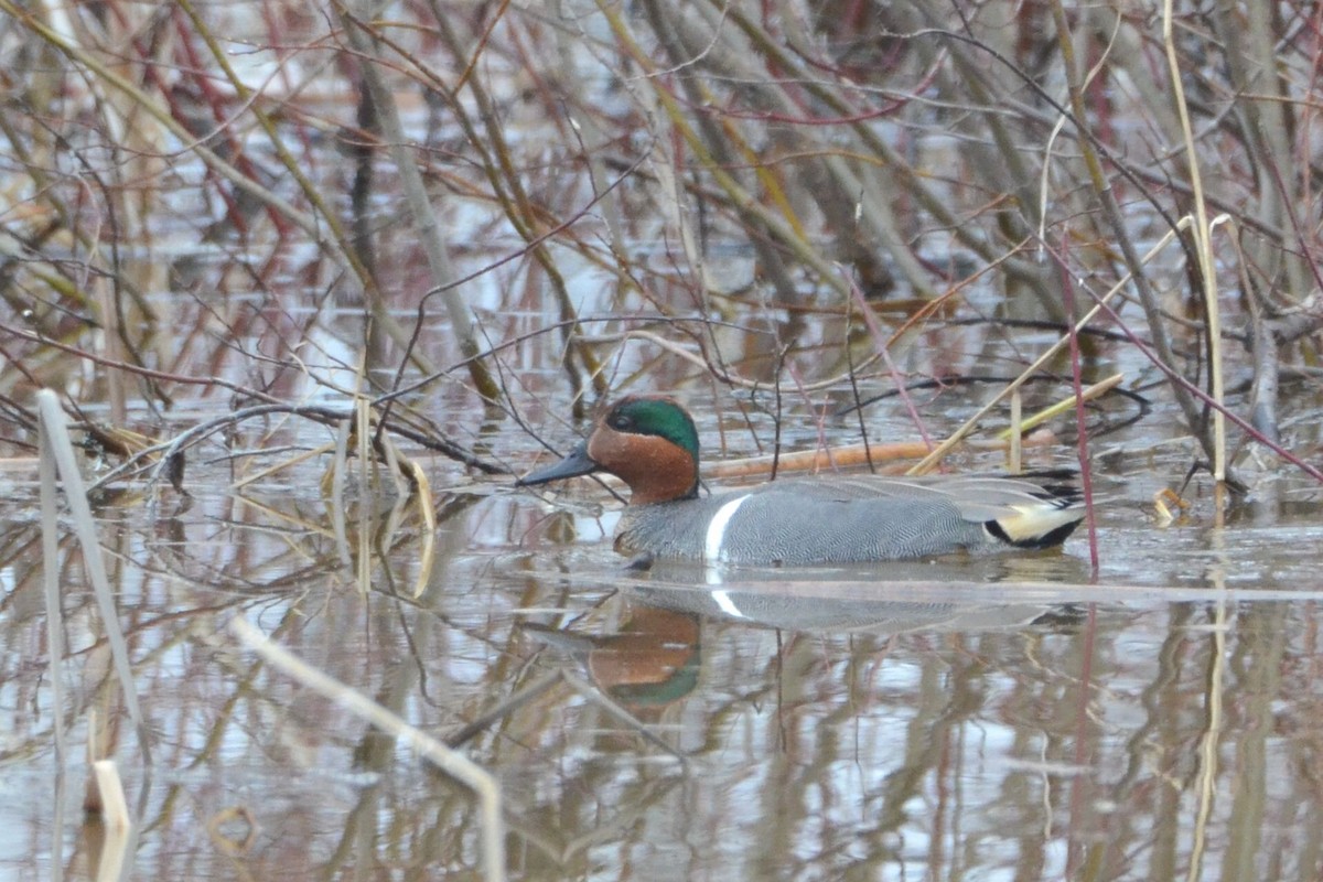 Green-winged Teal - ML235350581
