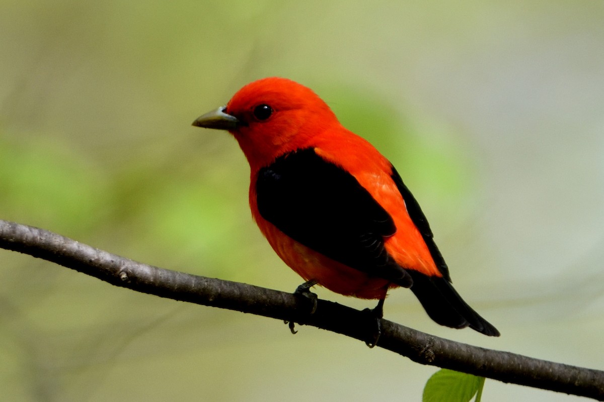 Scarlet Tanager - ML235351991