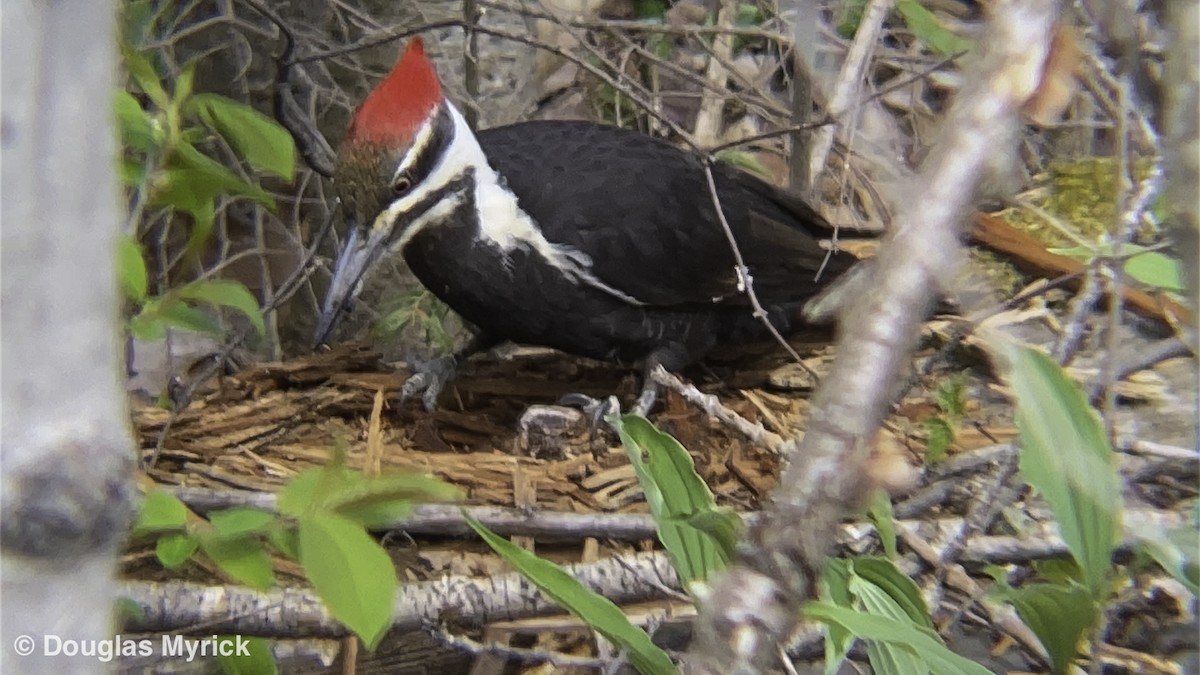 Pileated Woodpecker - ML235355501