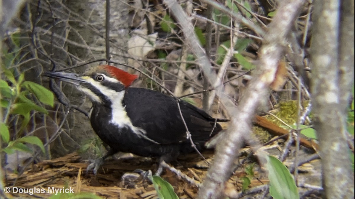 Pileated Woodpecker - ML235355521