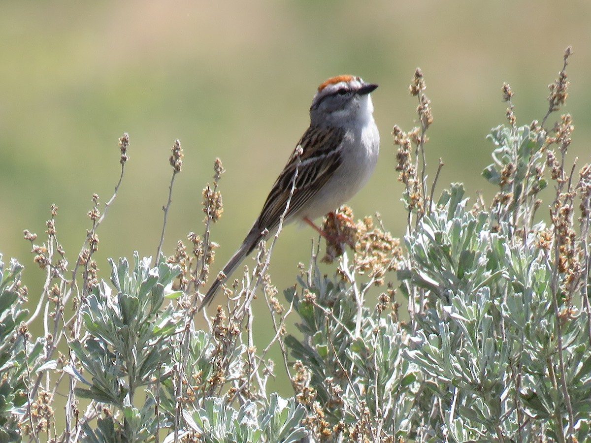 Chipping Sparrow - ML235355921
