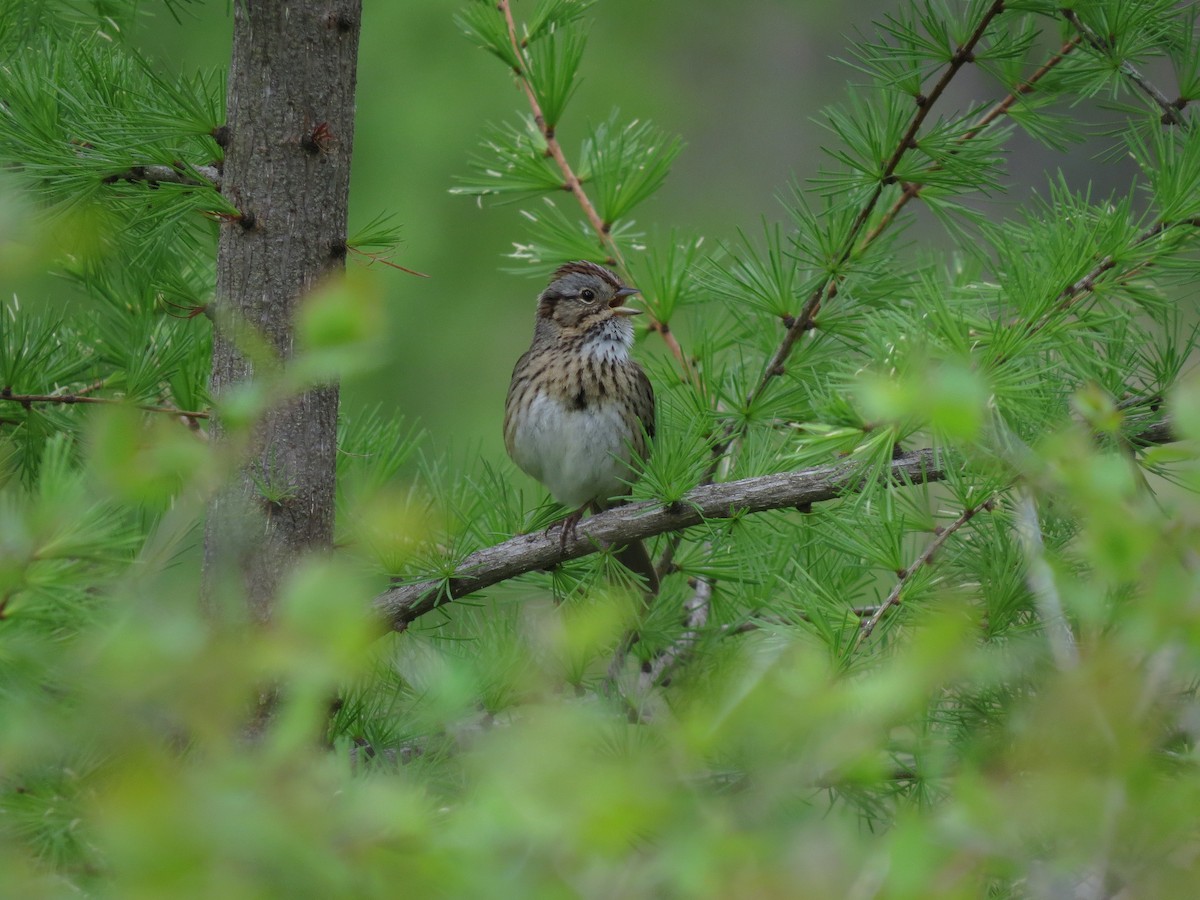 Lincoln's Sparrow - Bruce Tannehill