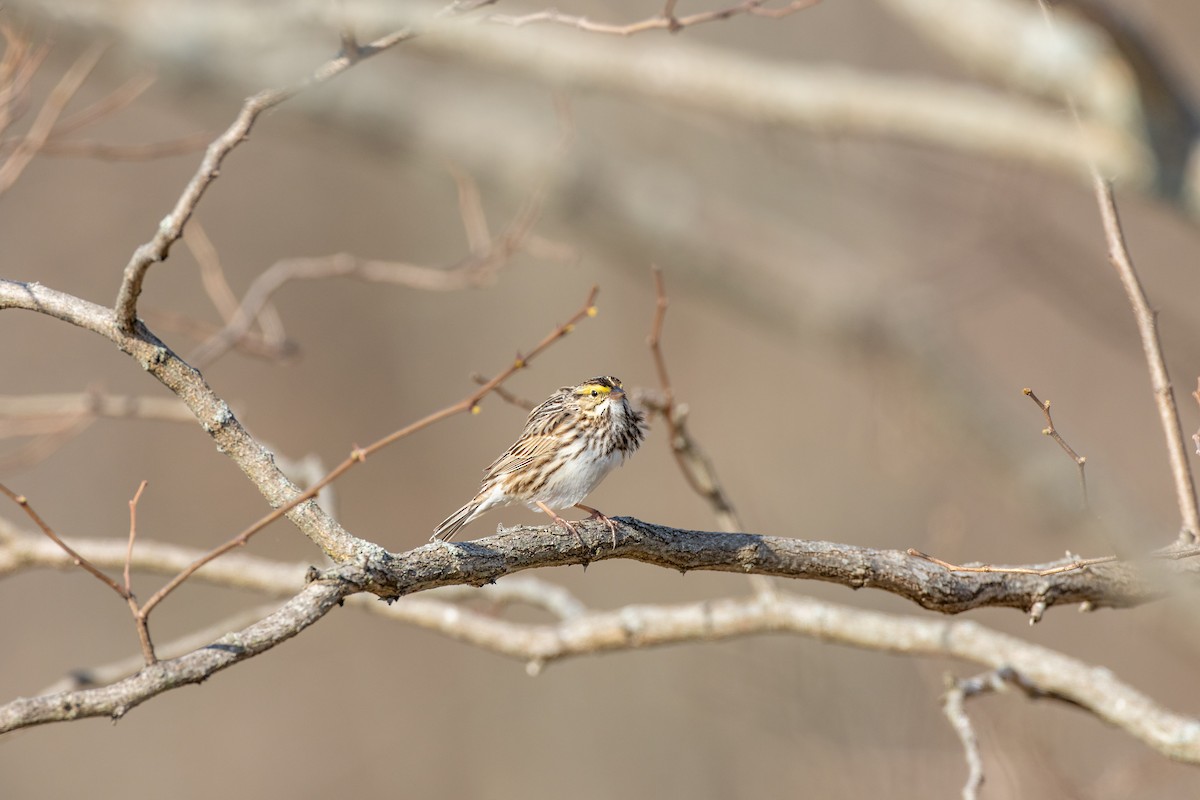 Savannah Sparrow - ML235358231
