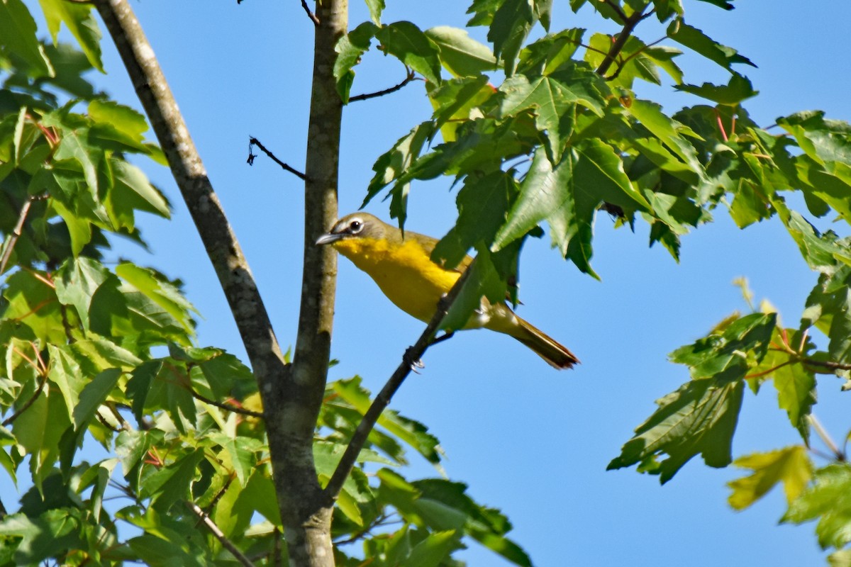 Yellow-breasted Chat - Pamela Scrima