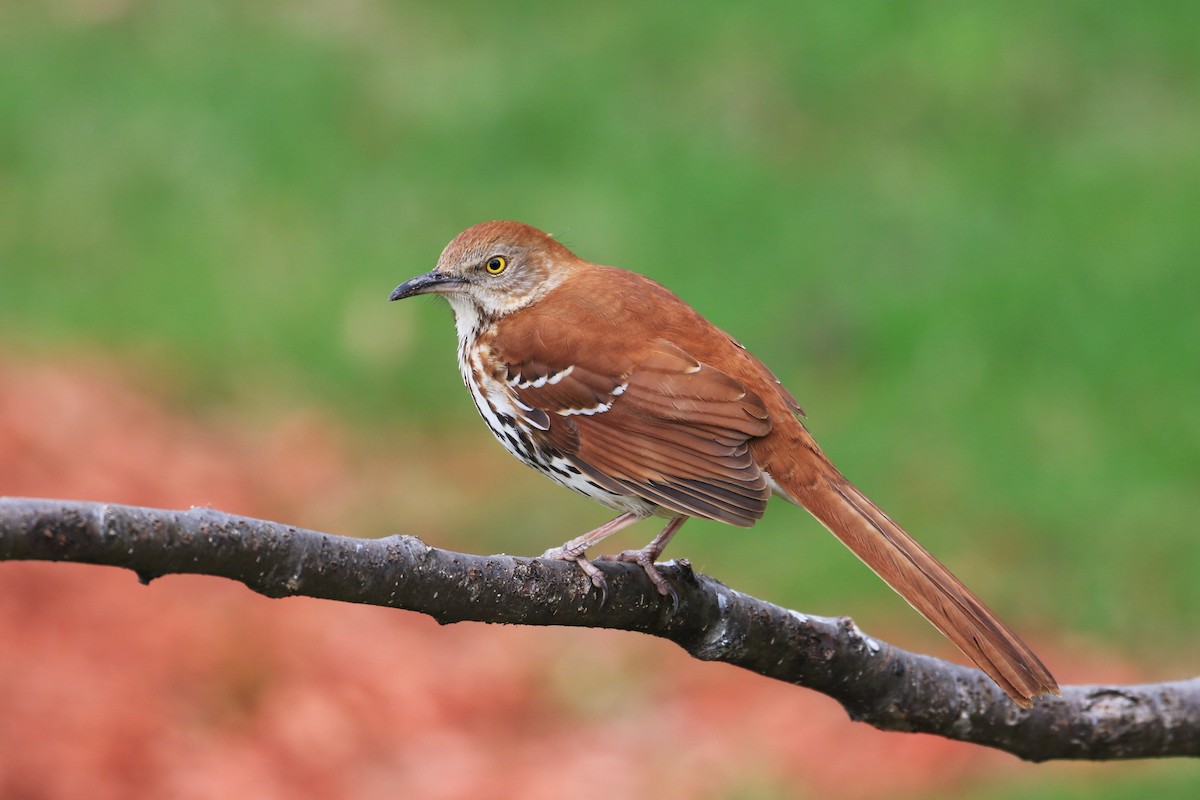 Brown Thrasher - Diane St-Jacques