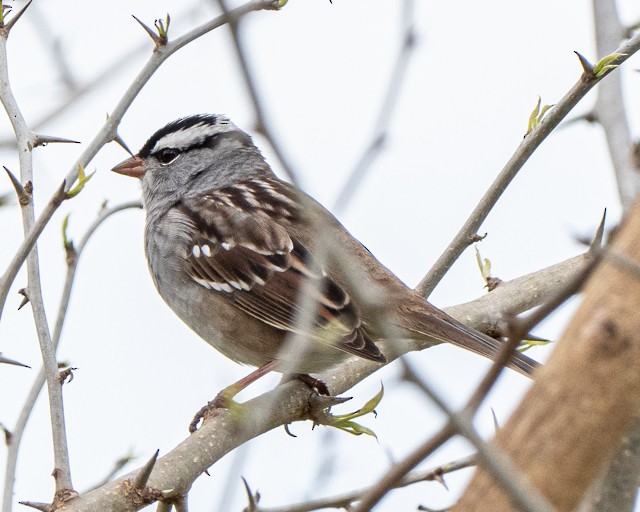 White-crowned Sparrow - ML235360701