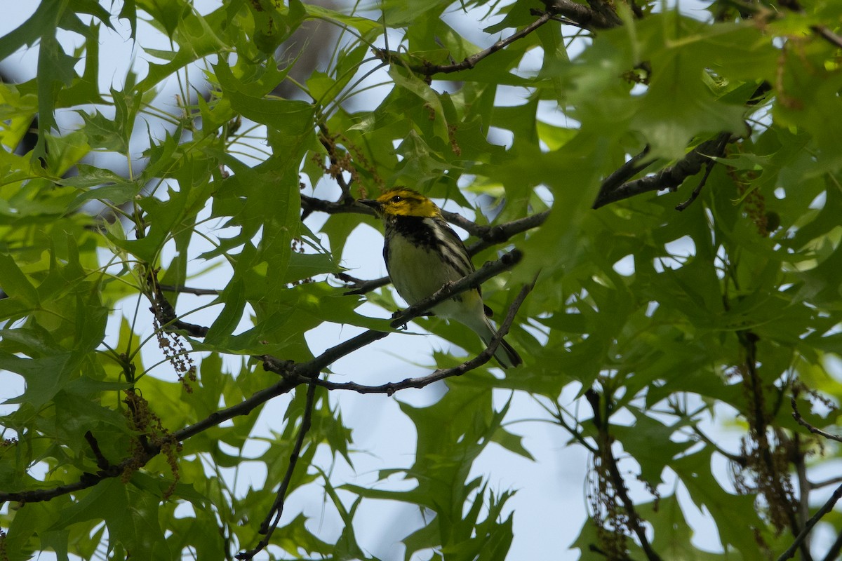 Black-throated Green Warbler - ML235361701