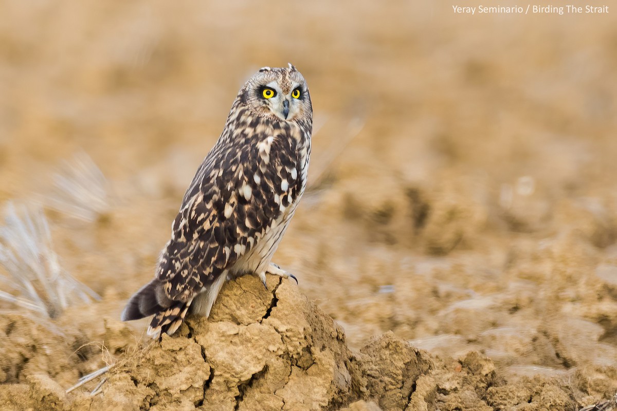 Short-eared Owl - Yeray Seminario