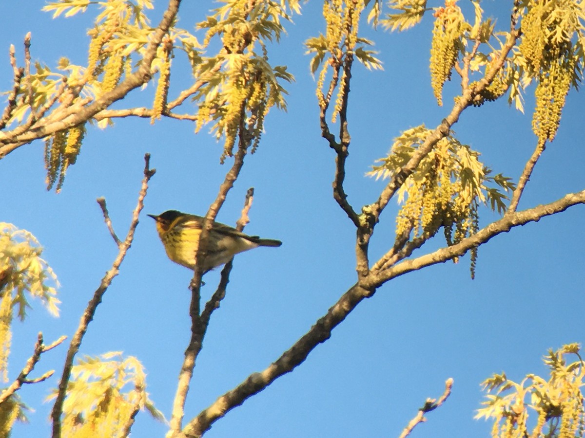 Cape May Warbler - Larry Therrien