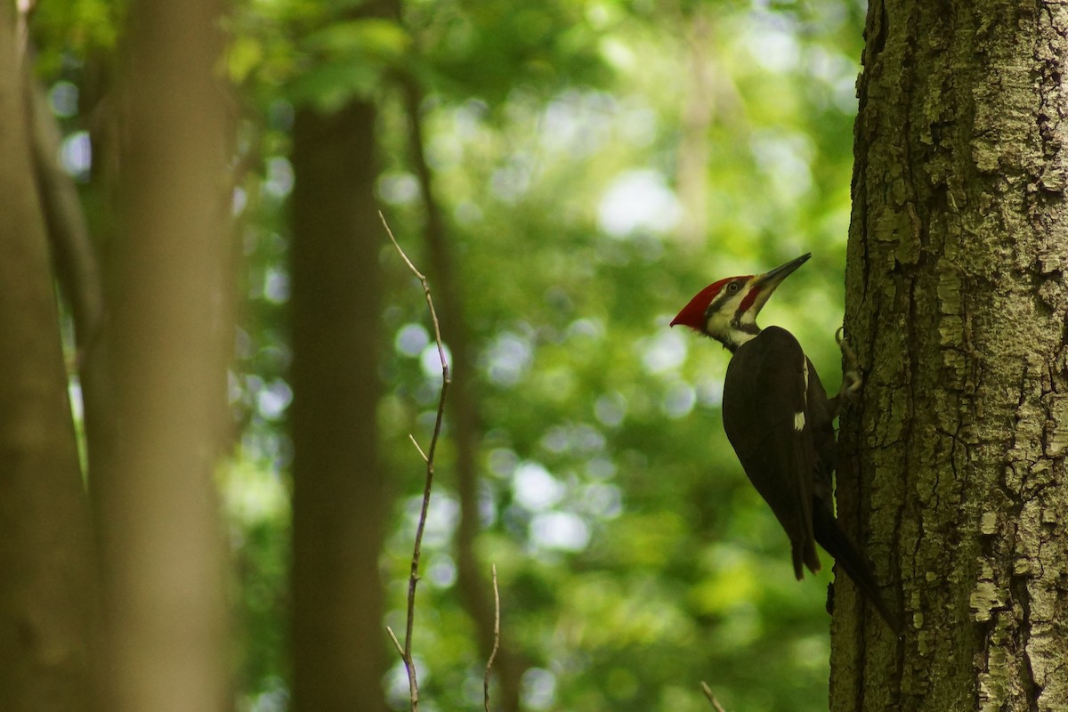 Pileated Woodpecker - ML235365101