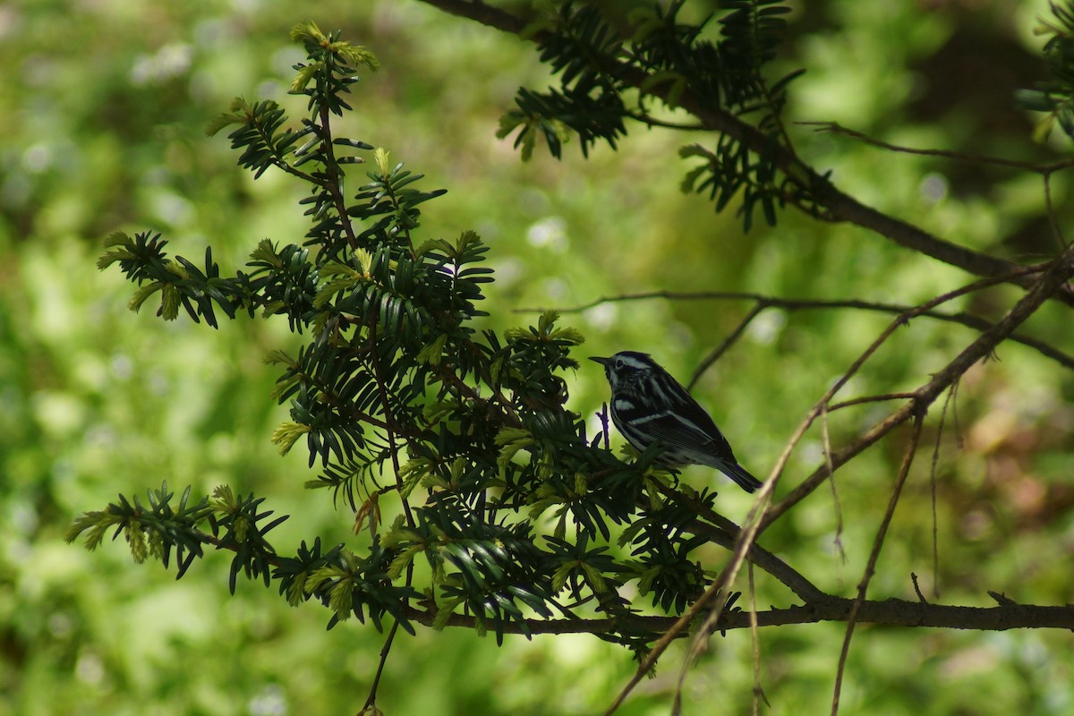Black-and-white Warbler - ML235365991