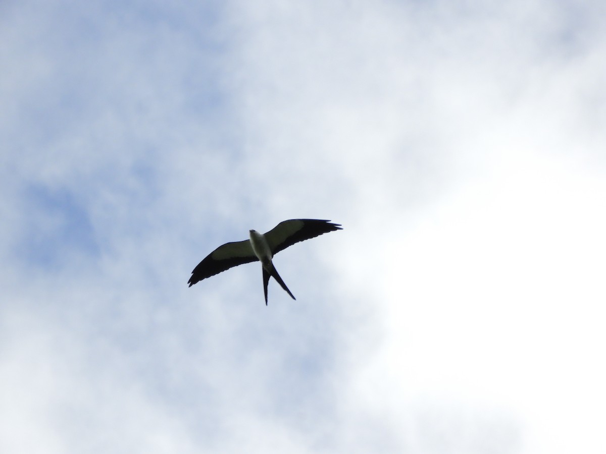 Swallow-tailed Kite - ML235366041