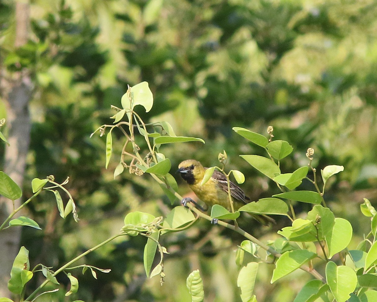 Orchard Oriole (Fuertes's) - ML235372001