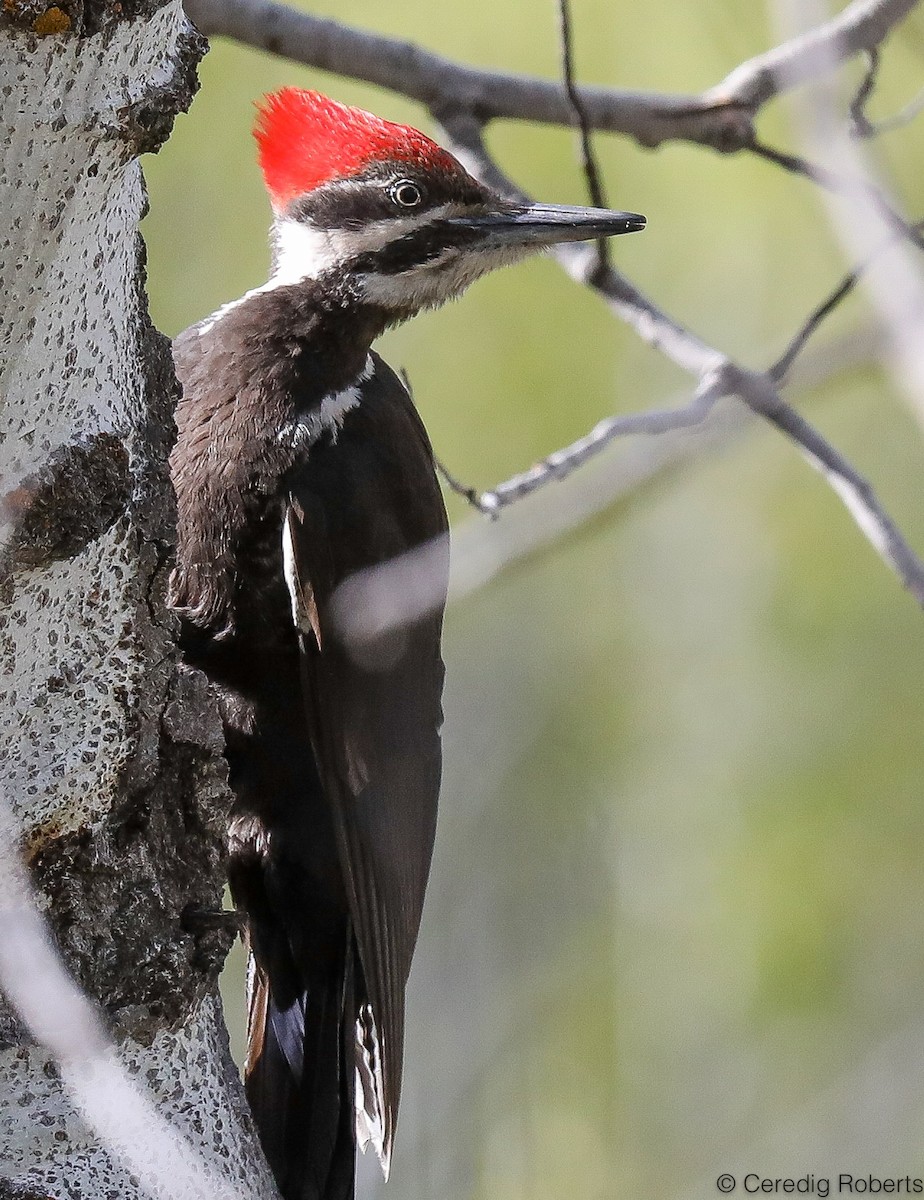 Pileated Woodpecker - Ceredig  Roberts
