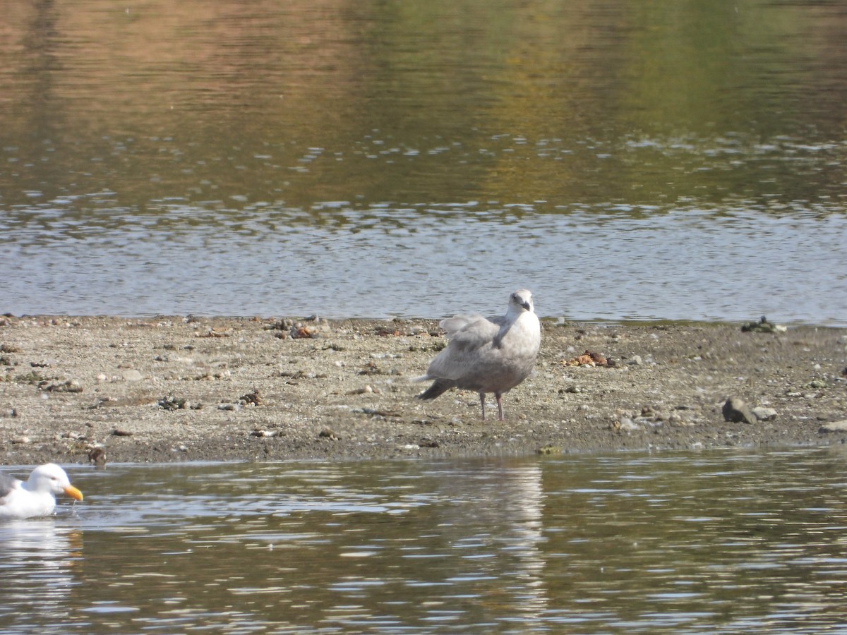 Glaucous-winged Gull - Bill Holland