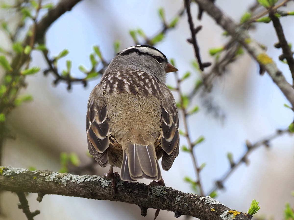 White-crowned Sparrow - Denis Allard