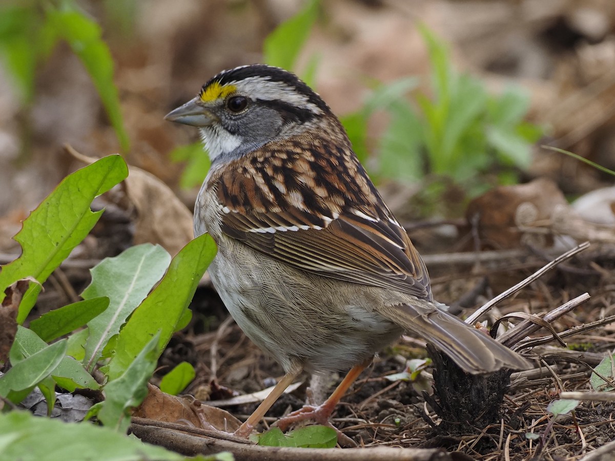 White-throated Sparrow - Denis Allard