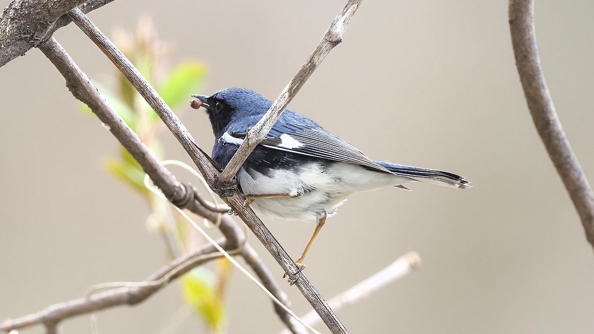 Black-throated Blue Warbler - Denis Allard